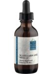 Wise Woman Herbals Scutellaria Lateriflora Skullcap