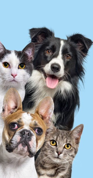 Pet Care